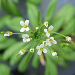 Centre de ressources arabidopsis thaliana